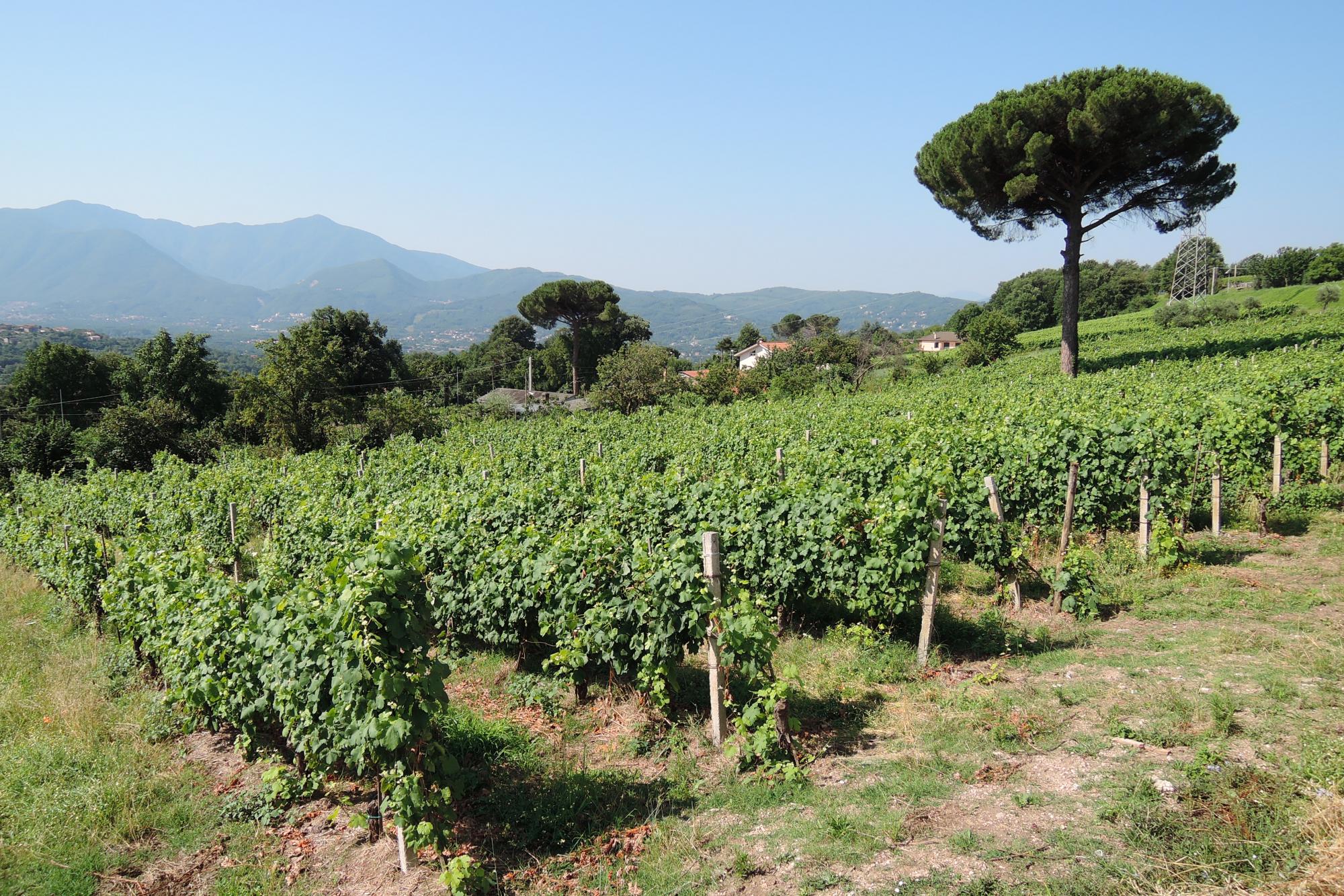 Feudi di San Gregorio - Promo 11+1