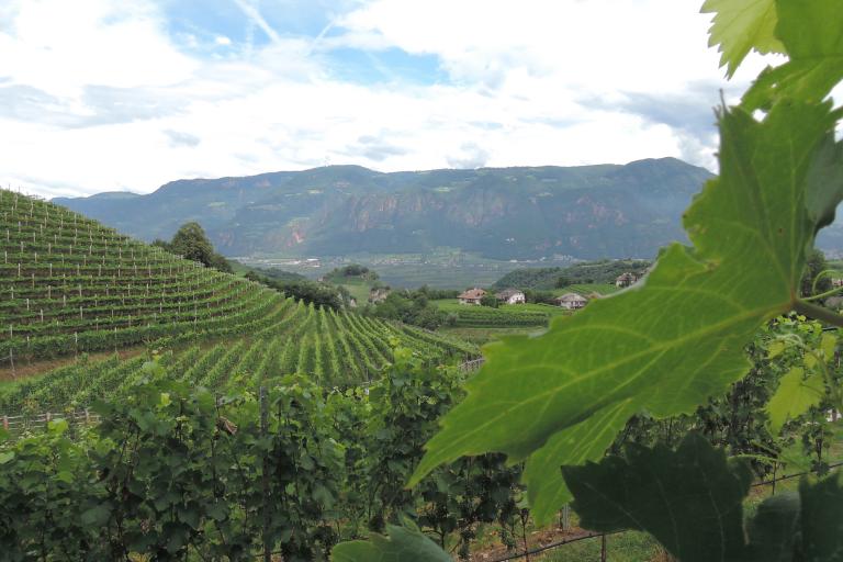 Vini dell'Alto Adige - Wijnen uit Zuid-Tirol